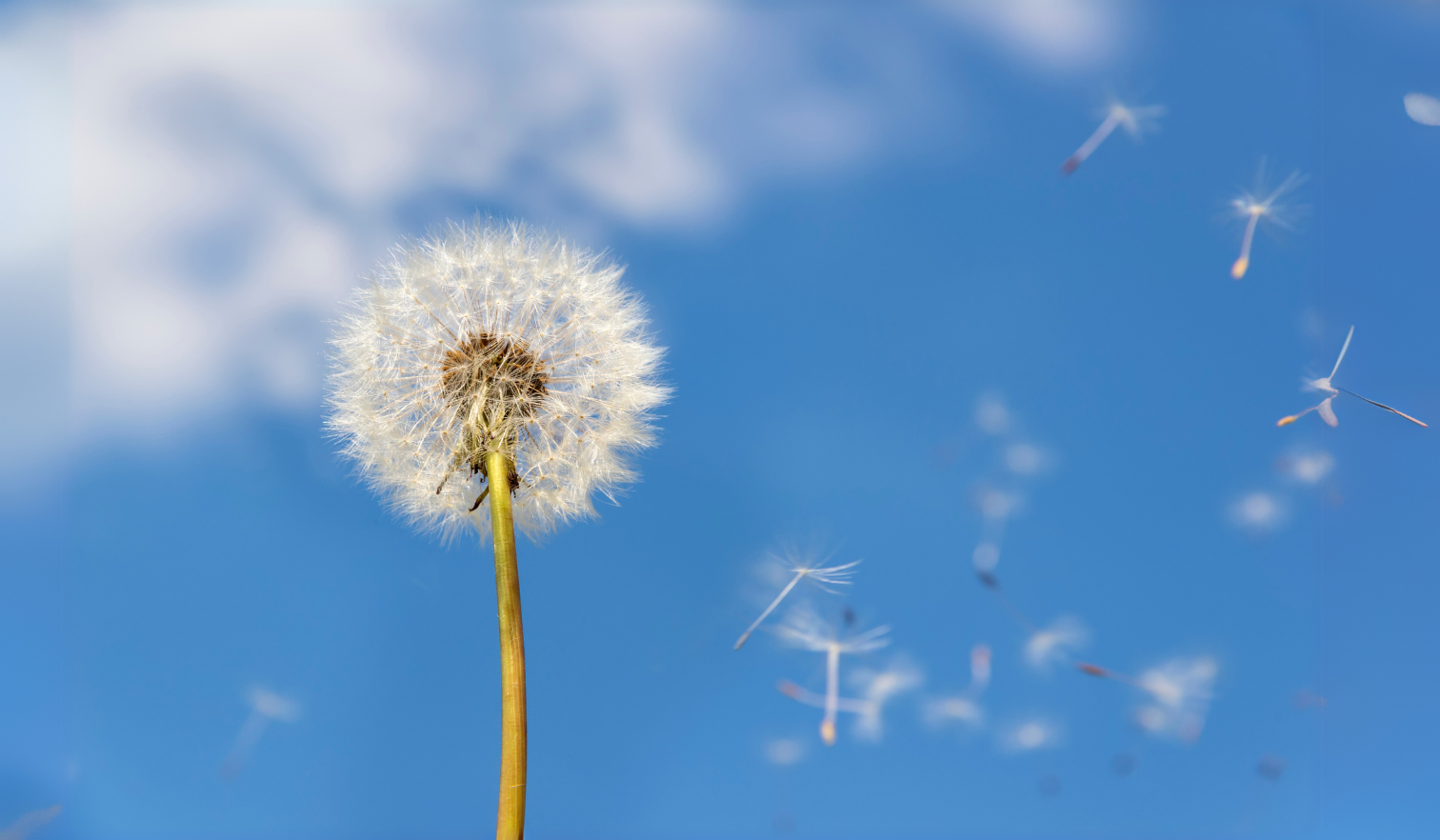 Le pollen